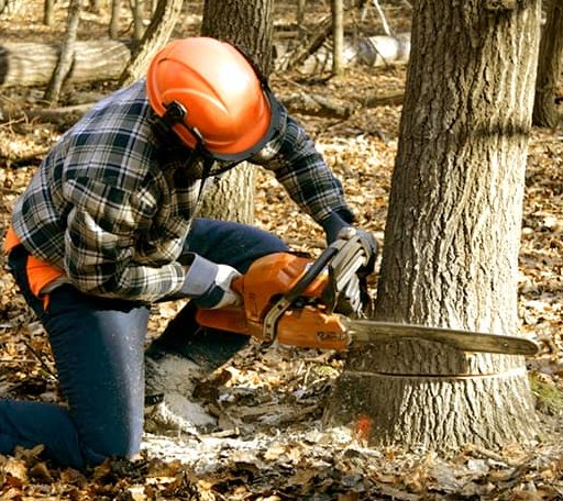 Tree Removal in Cumberland, WI